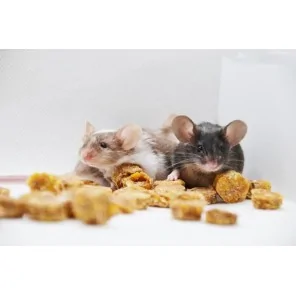 Chickpea cookies for rodents %price% %shop-name%