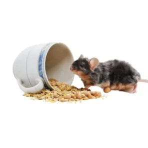 Mouse feed %category% %shop-name%