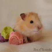 LARRY (Syrischer Hamster)