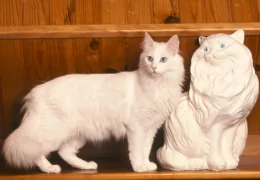 THE TURKISH ANGORA CAT