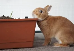 POURQUOI MON LAPIN SE FROTTE-T-IL À TOUT ?