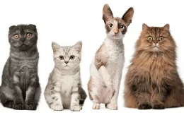 THE MOST AFFECTIONATE CAT BREEDS