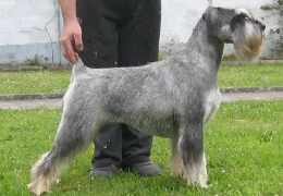 LE SCHNAUZER MOYEN