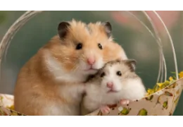 WHY SHOULDN'T I CROSS MY HAMSTER?