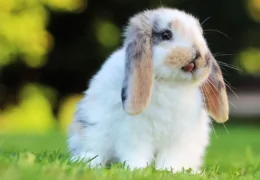 ARE RABBITS VACCINATED AGAINST RABIES?