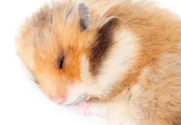 DO HAMSTERS HIBERNATE?