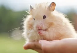 WOHER WEISS ICH, DASS MEIN HAMSTER VON EINEM ETHISCHEN ZÜCHTER STAMMT?