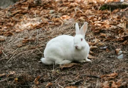 ¿MI CONEJO PUEDE SOBREVIVIR EN UN BOSQUE O PARQUE?