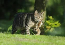 GATOS AO AR LIVRE