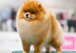 A POMERÂNIA