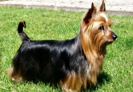 O SILKY TERRIER