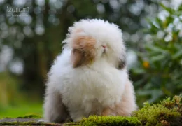 DAS TEDDY LOP ZWERGKANINCHEN