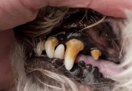 DENTAL TARTAR IN DOGS AND CATS
