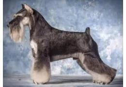 O SCHNAUZER MINIATURA