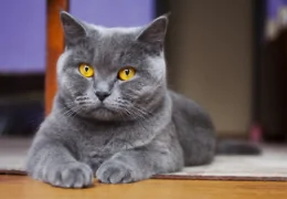 THE BRITISH SHORTHAIR CAT