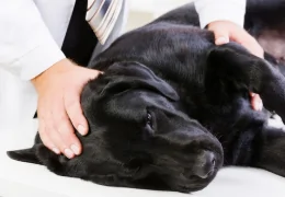 ADDISON'S SYNDROME IN DOGS