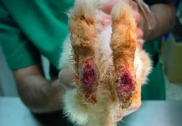 PODODERMATITIS IN SMALL PETS