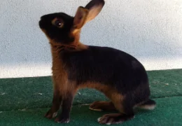 THE TAN RABBIT