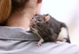 10 TIPS FOR LOOKING AFTER YOUR RAT