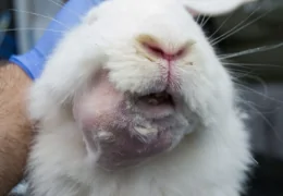 ABSCESSES IN RABBITS