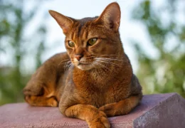 THE ABYSSINIAN CAT