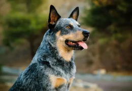 IL CANE DA BESTIAME AUSTRALIANO