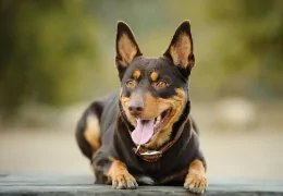 EL KELPIE AUSTRALIANO