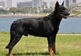 O BEAUCERON