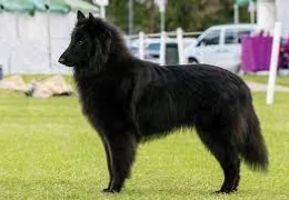 THE GROENENDAEL BELGIAN SHEPHERD