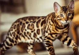 THE BENGAL CAT