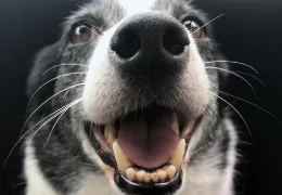 THE WHISKERS OF DOGS