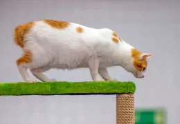 EL GATO BOBTAIL JAPONÉS