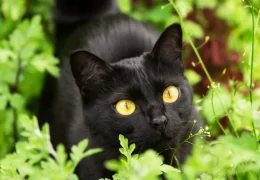 THE BOMBAY CAT