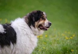 CÃO PASTOR DA BÓSNIA-HERZEGOVINA E DA CROÁCIA