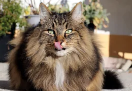 THE NORWEGIAN FOREST CAT