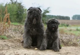 O CÃO DE GADO DA FLANDRES