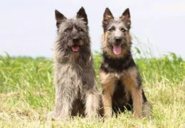 O CÃO DE GADO DAS ARDENAS