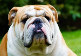 THE ENGLISH BULLDOG