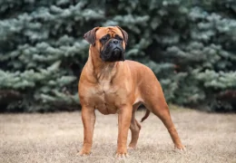 EL BULLMASTIFF