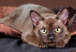 THE BURMESE CAT