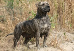 THE PRESA CANARIO