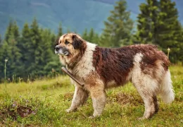 IL CANE DA PASTORE RUMENO DEI CARPAZI