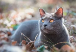 THE CHARTREUX CAT