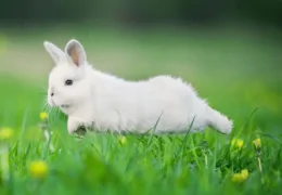 PORQUE É QUE O MEU COELHO FAZ XIXI EM CIMA DE MIM?