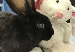 MY RABBIT IS BLIND