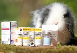 VACCINATIONS IN RABBITS