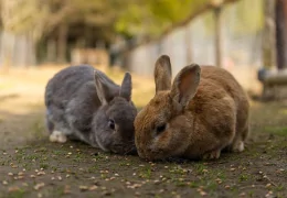 PASTEURELLOSIS IN RABBITS