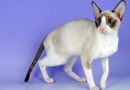 THE CORNISH REX CAT