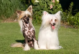 THE CHINESE CRESTED
