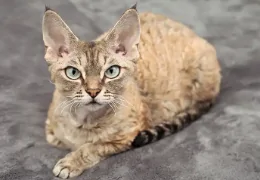 THE CAT DEVON REX